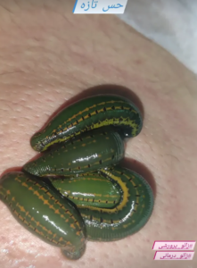 نمونه ماساژ مرکز حس تازه